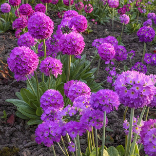 Lilac Drumstick Primrose