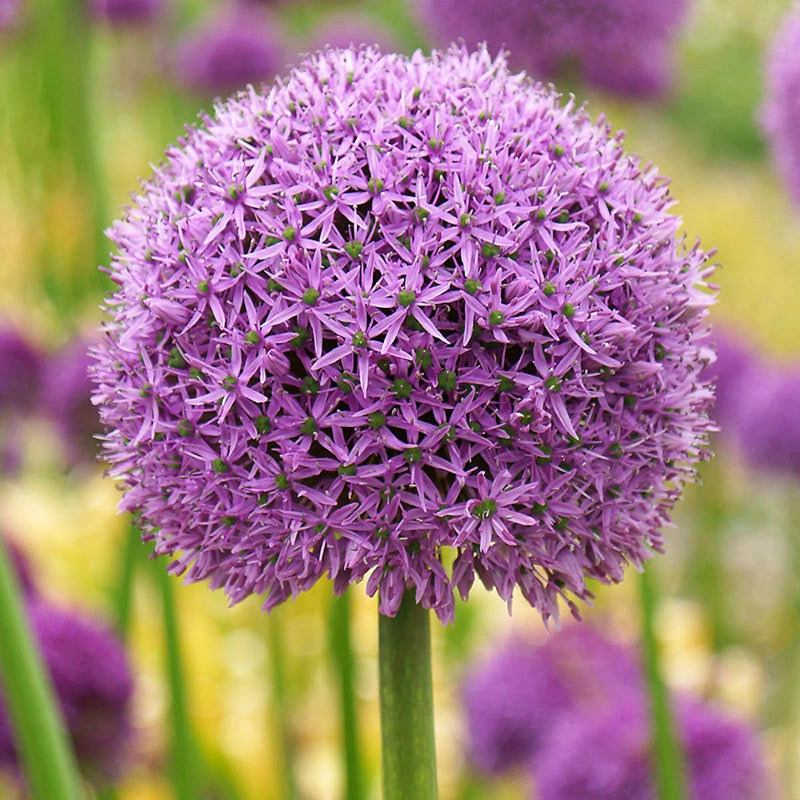 Gladiator Allium