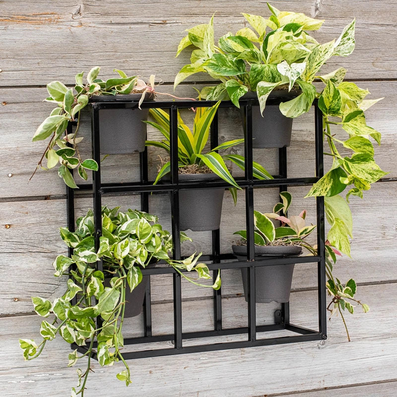 potted wall plants Potted Wall Display And 5 Plant Pots