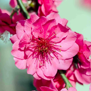 Crimson Cascade Weeping Peach