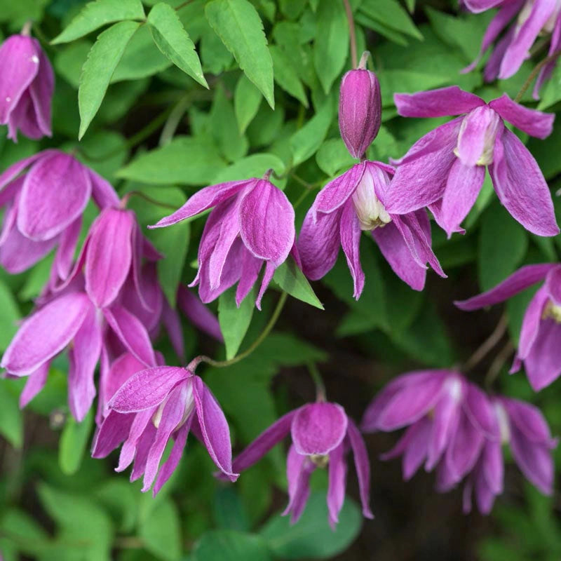 Clematis Constance