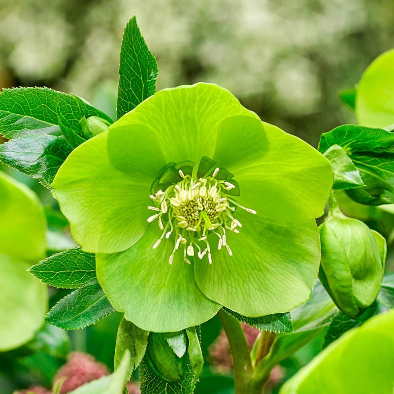 Lush Green Hellebore