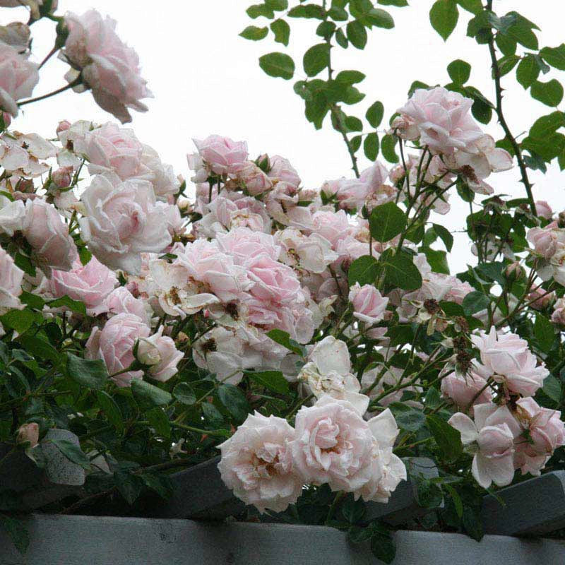 new dawn fertilizer plant New Dawn Climbing Rose
