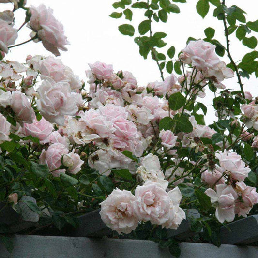 New Dawn Climbing Rose
