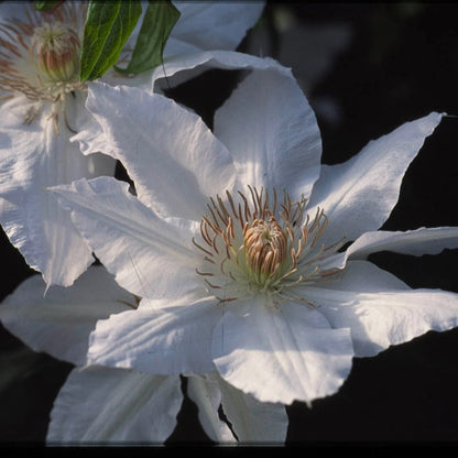 Clematis Hyde Hall™