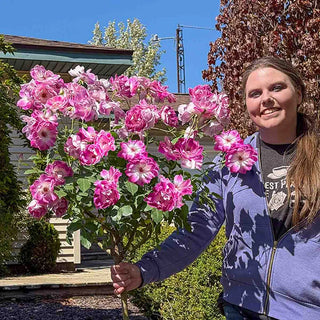 Brilliant Pink Iceberg Floribunda Rose