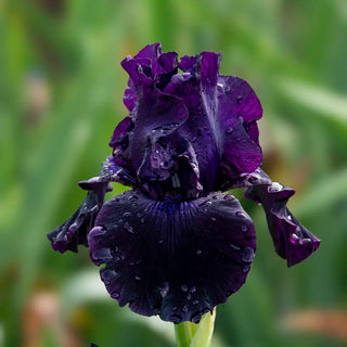 Superstition Bearded Iris