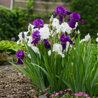 Superstition Bearded Iris
