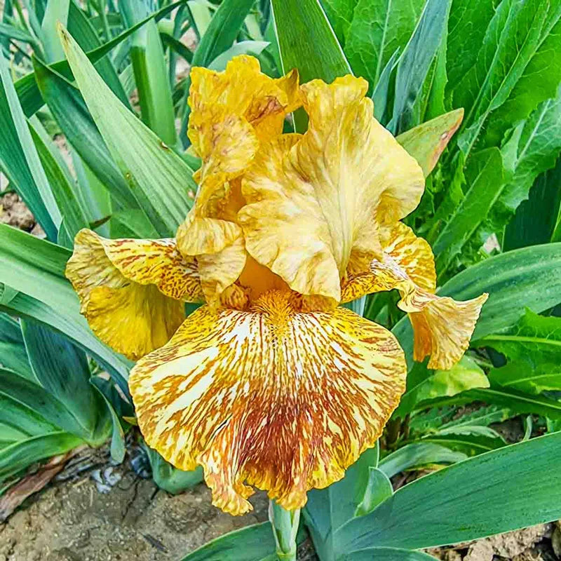 tiger lily iris Tiger Honey Bearded Iris