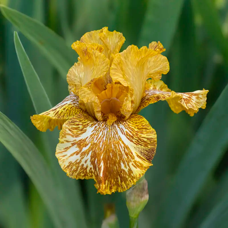 tiger lily iris Tiger Honey Bearded Iris