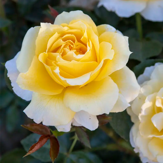 Quest For Zest™  Grandiflora Rose