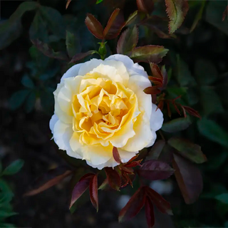 Quest For Zest™  Grandiflora Rose