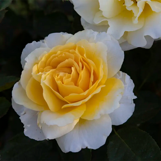 Quest For Zest™  Grandiflora Rose