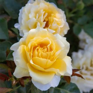 Quest For Zest™  Grandiflora Rose