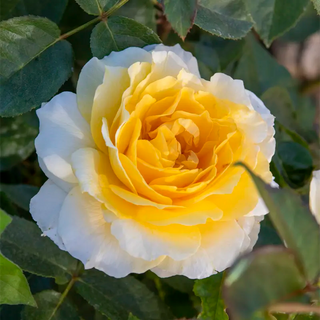 Quest For Zest™  Grandiflora Rose