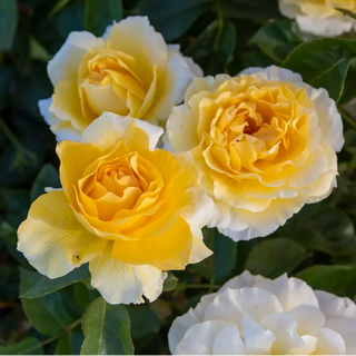 Quest For Zest™  Grandiflora Rose