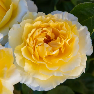 Quest For Zest™  Grandiflora Rose