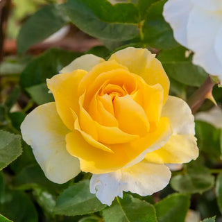 Quest For Zest™  Grandiflora Rose