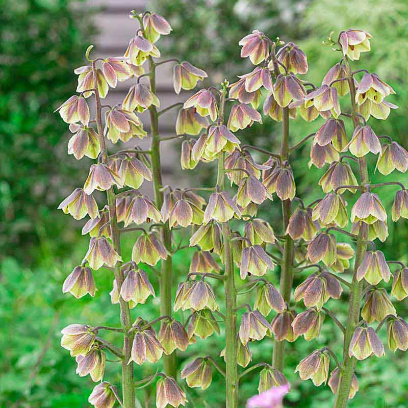 Green Dreams Persian Lily