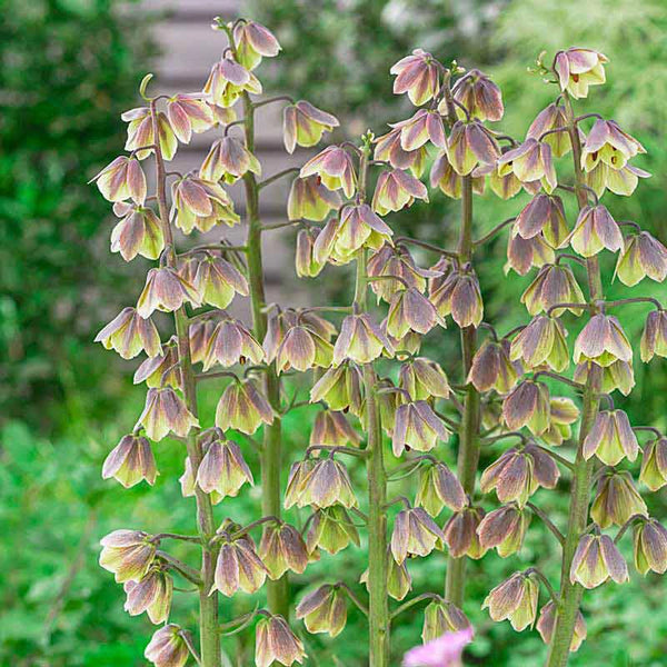 persian lily flower Green Dreams Fritillaria | Persian Lily