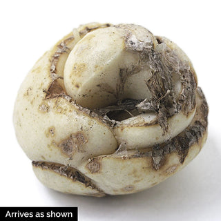 Green Dreams Persian Lily