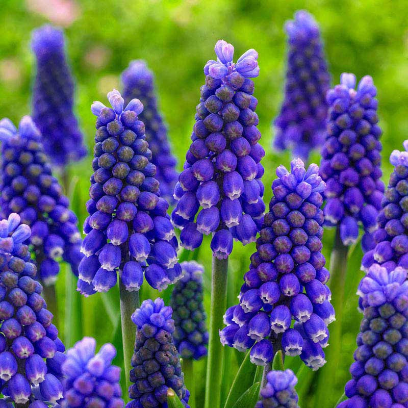 Blue Magic Grape Hyacinth