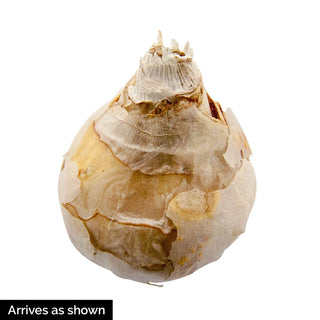 Blue Magic Grape Hyacinth