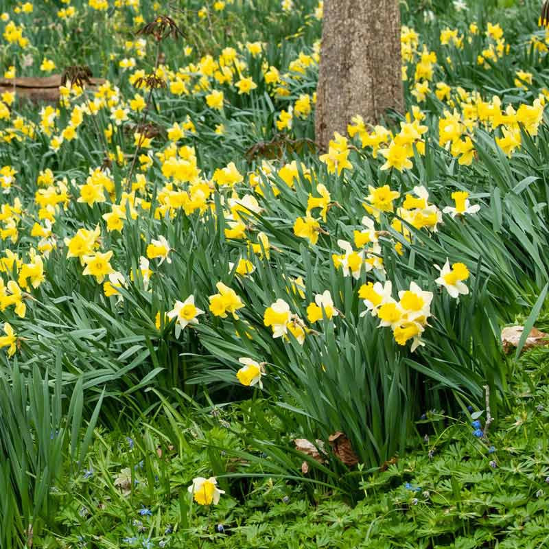 Woodland Carpet of Daffodils