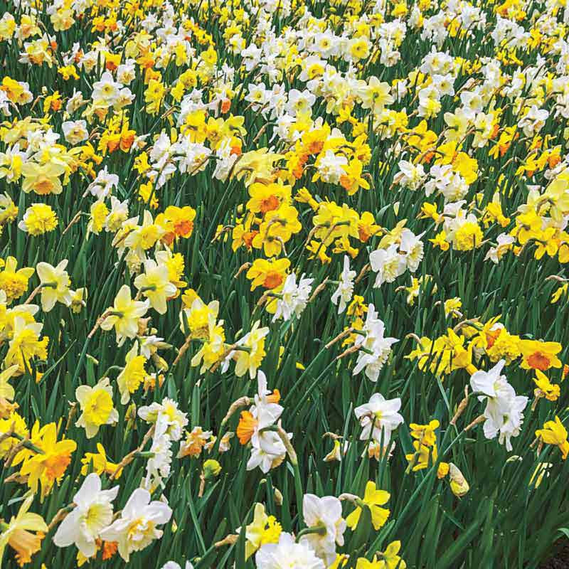 Woodland Carpet of Daffodils