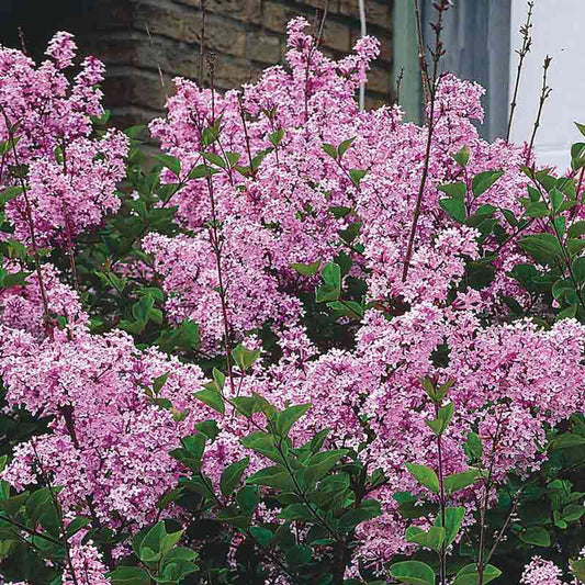 Josee Reblooming Lilac Shrub - Josee Lilac Bush | Spring Hill Nursery