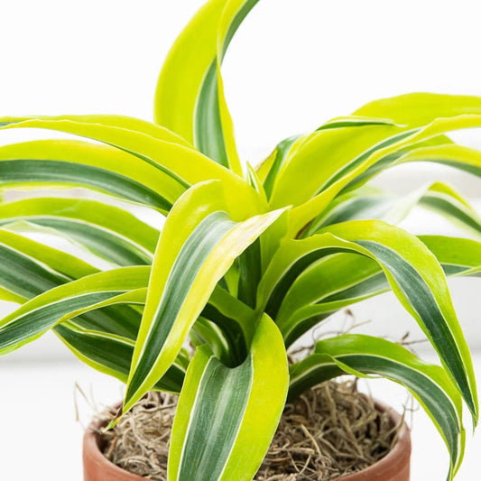 Lemon Surprise Draecena | Shop Houseplants