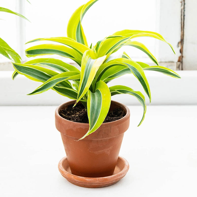 dracaena deremensis lemon Lemon Surprise Dracaena