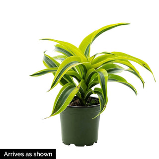 Lemon Surprise Dracaena