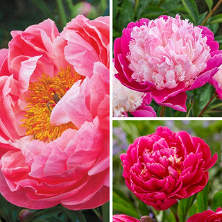 Bouquet Builders Peony Collection