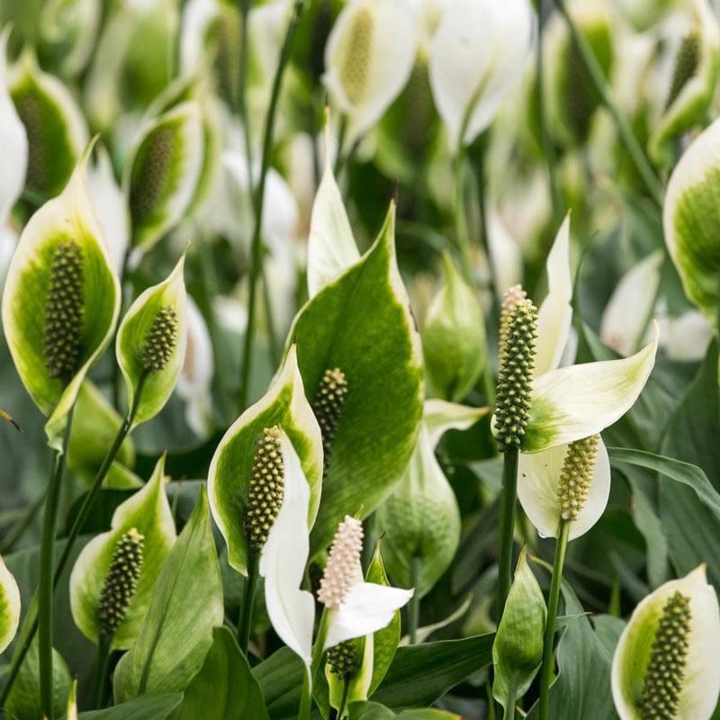 High Five Peace Lily