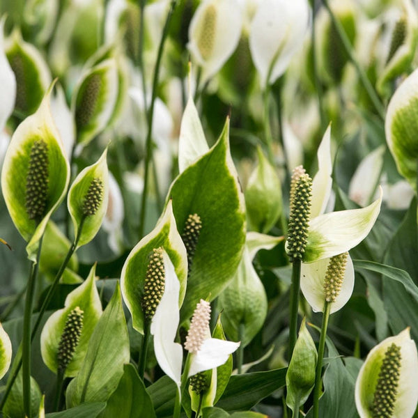 a peace lily plant High Five Peace Lily | Year-Round Houseplant