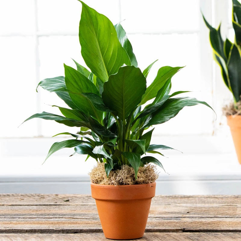 round house plant High Five Peace Lily | Year-Round Houseplant