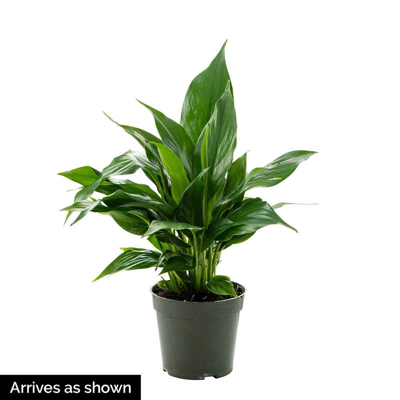 potting mix for peace lily bunnings High Five Peace Lily | Year-Round Houseplant