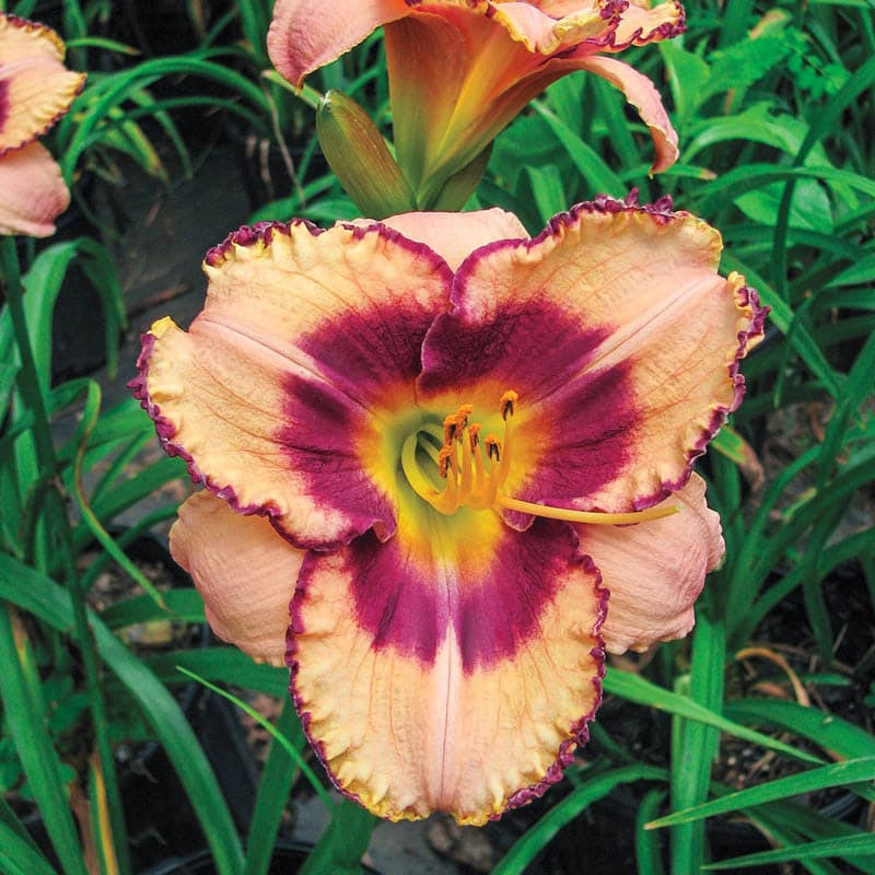 Daring Deception Jumbo Daylily