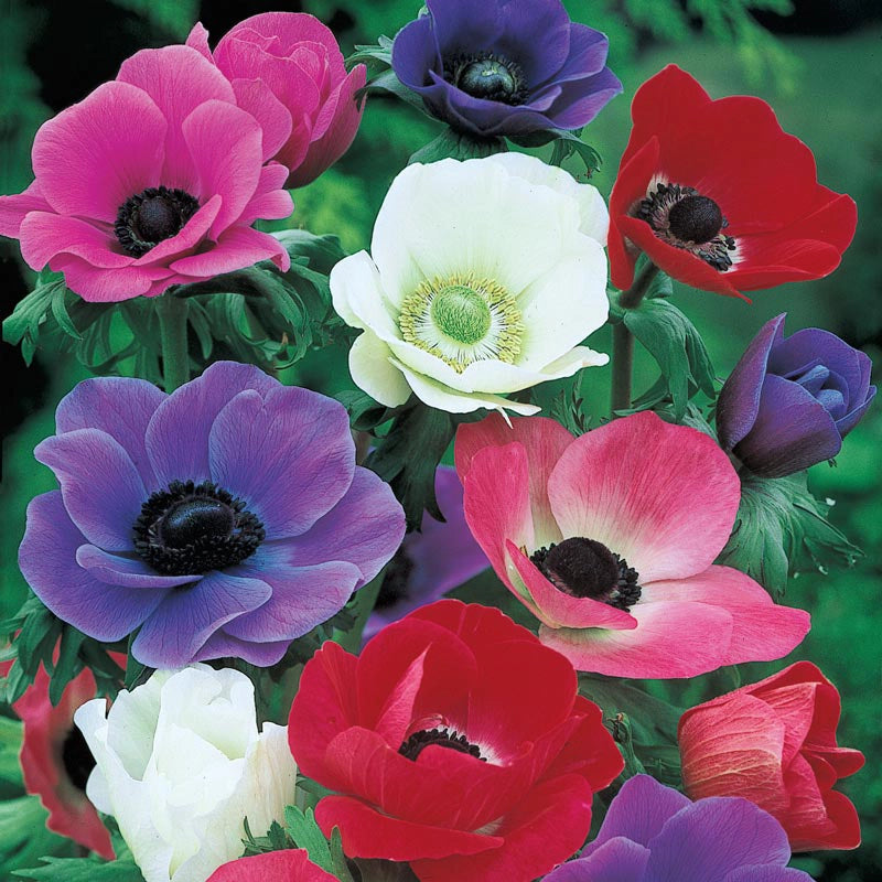 Anemones Mix Super Bag