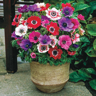 Anemones Mix Super Bag