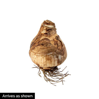 Summer Cheer Daffodil