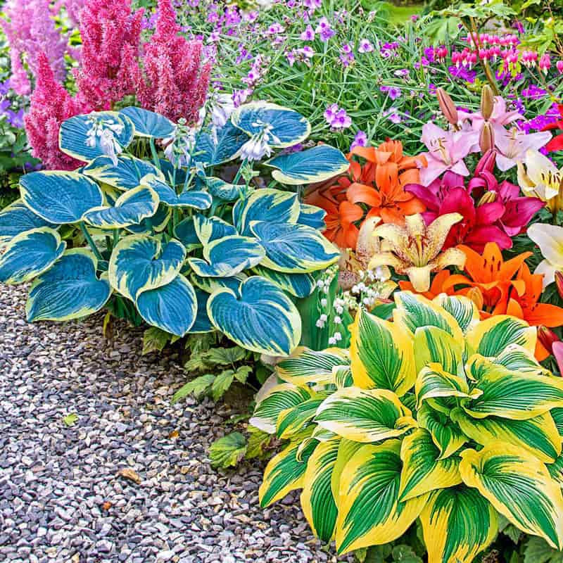shade perennial plants for pots Shade Garden Kit