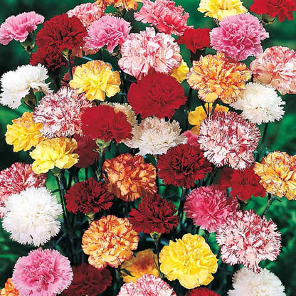 Hardy Mixed Carnations