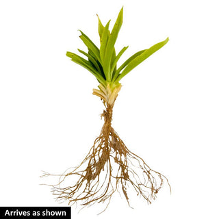 Hardy Mixed Carnations