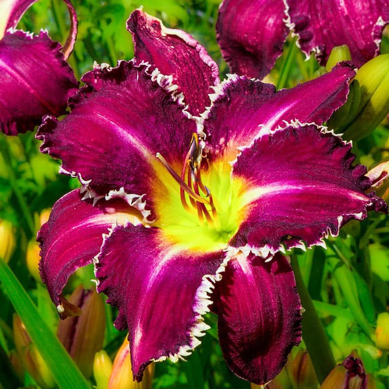 Snaggle Tooth Reblooming Daylily