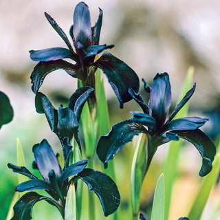 Black Iris