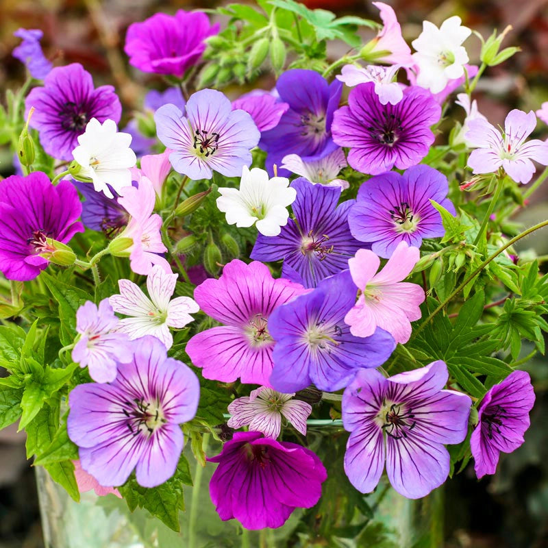 Geranium Breeders Mix