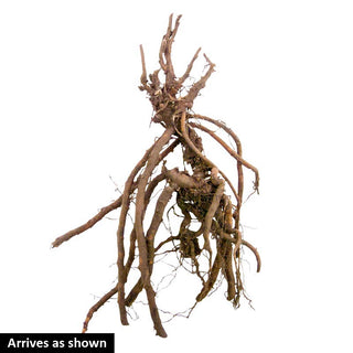 Geranium Breeders Mix