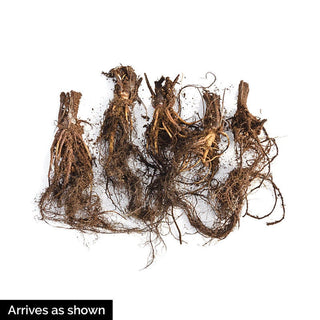 Hybridizer's Mix Coneflower